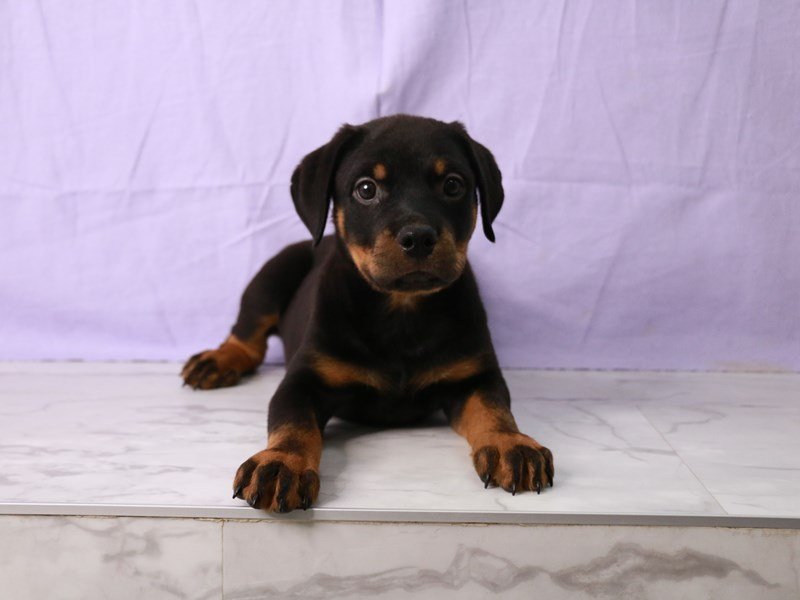 Rottweiler-DOG-Male-Black and Mahogany-4175380-My Next Puppy