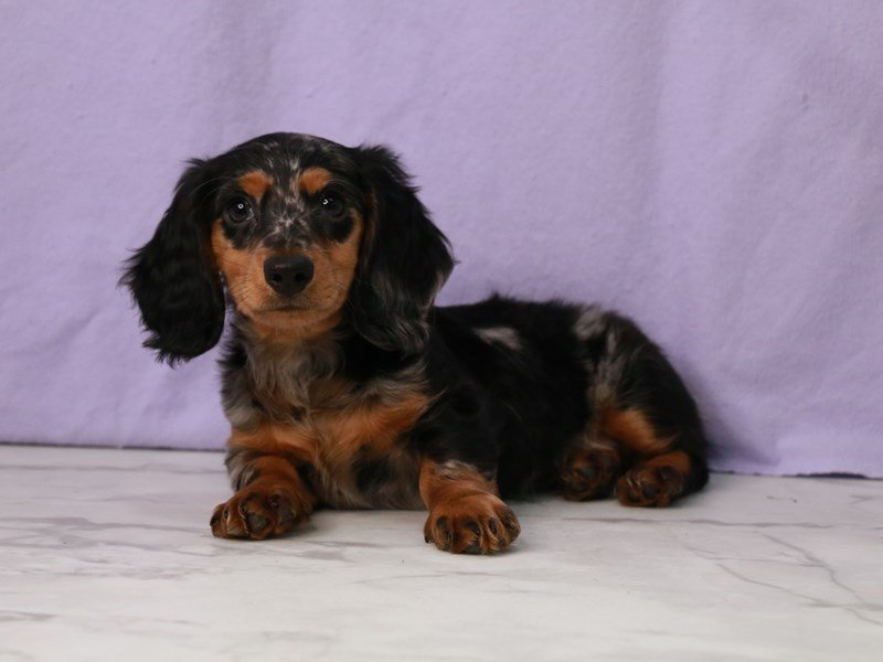 Dachshund-DOG-Male-Black / Tan-4112491-My Next Puppy
