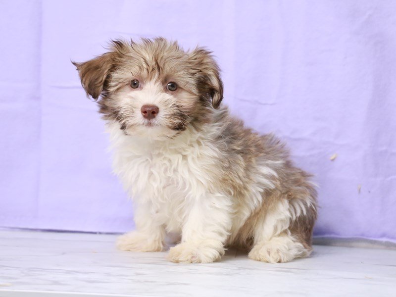Havanese-DOG-Male-Brown / White-4122156-My Next Puppy