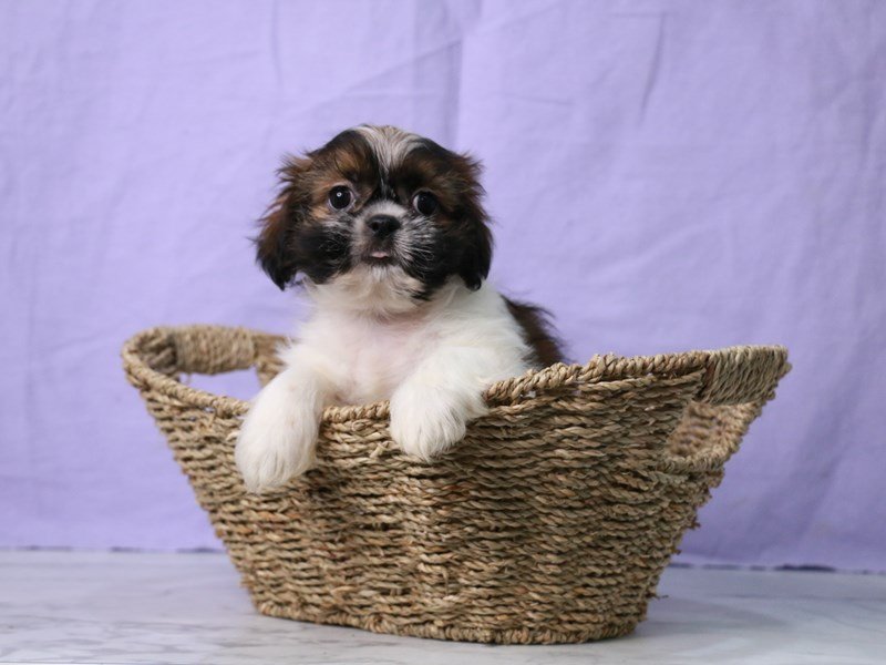 Shih Tzu-DOG-Male-Red and White-4138146-My Next Puppy