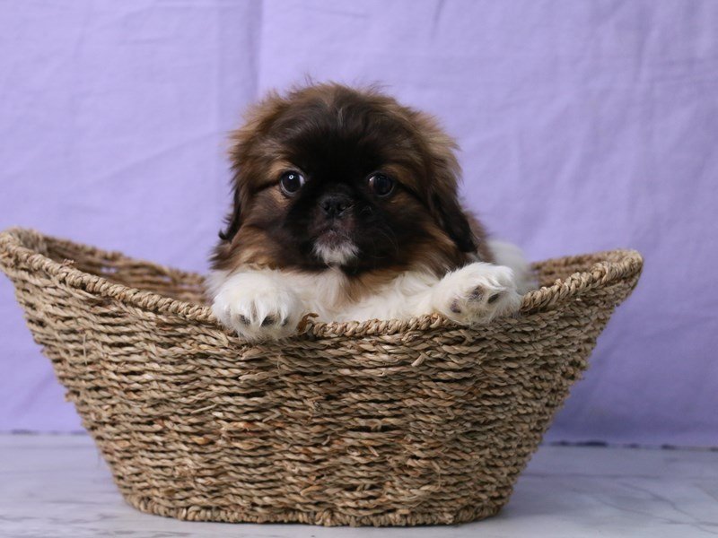 Pekingese-DOG-Male-Red Sable-4140310-My Next Puppy