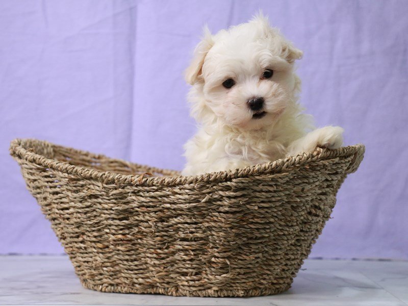Maltese-DOG-Male-White-4138149-My Next Puppy