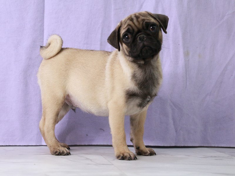 Pug-DOG-Male-Fawn-4164689-My Next Puppy