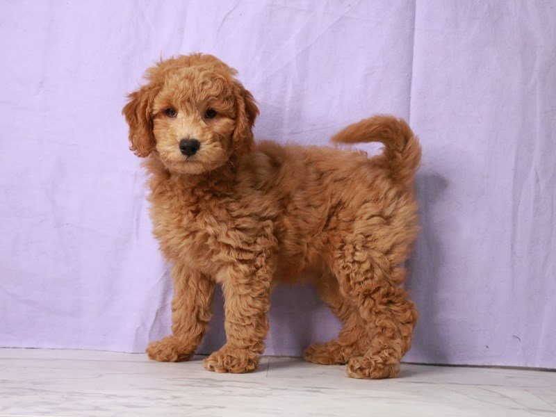 Miniature Goldendoodle F1B-Dog-Male-Red-4170254-My Next Puppy