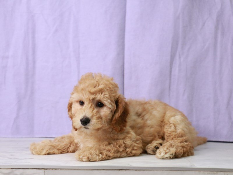 Miniature Goldendoodle F1B-Dog-Male-Red-4170256-My Next Puppy