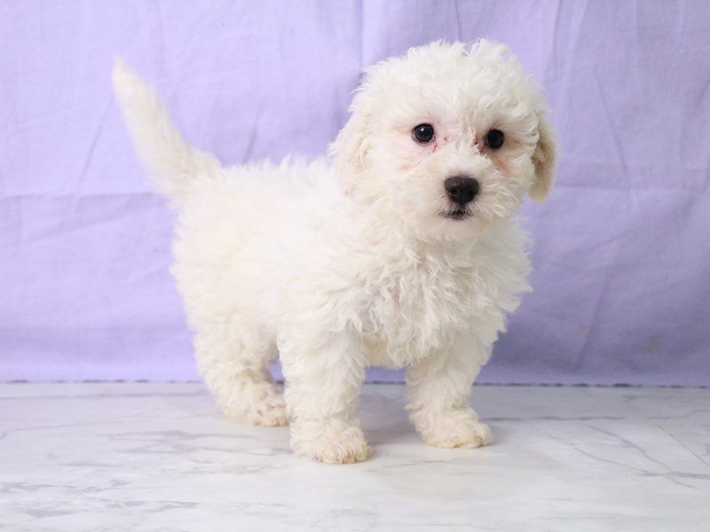 Bichon Frise-DOG-Female-White-4175283-My Next Puppy