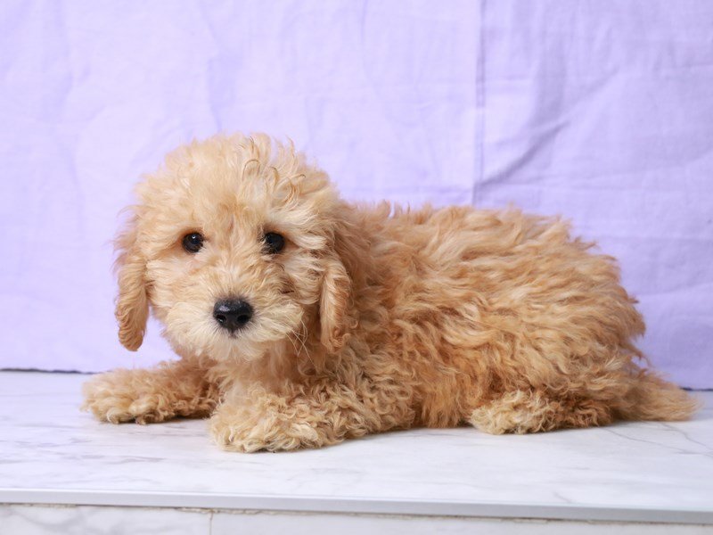 Bichapoo-Dog-Male-Apricot-4210376-My Next Puppy