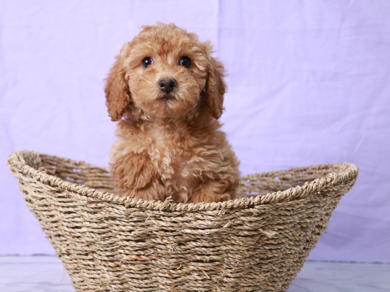 Poodle-DOG-Female-Red-4210375-My Next Puppy