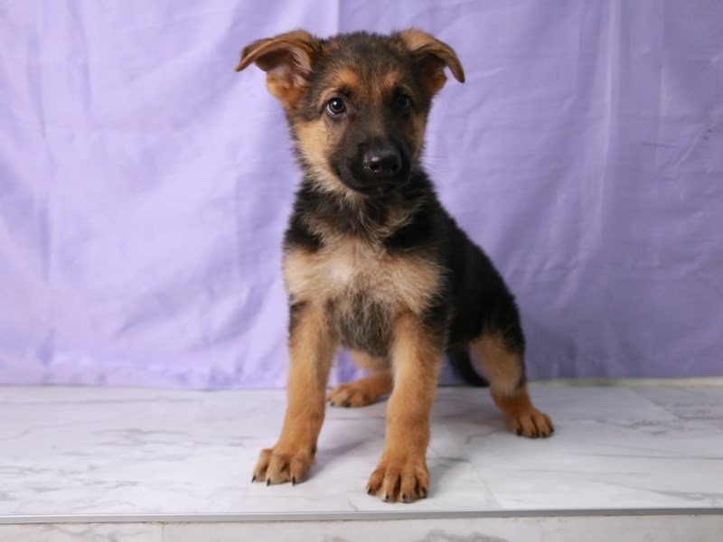 German Shepherd-Dog-Male-Black and Tan-4216816-My Next Puppy