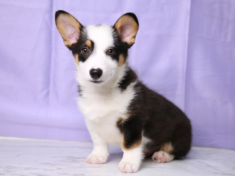 Pembroke Welsh Corgi-Dog-Male-Black White / Tan-4239187-My Next Puppy