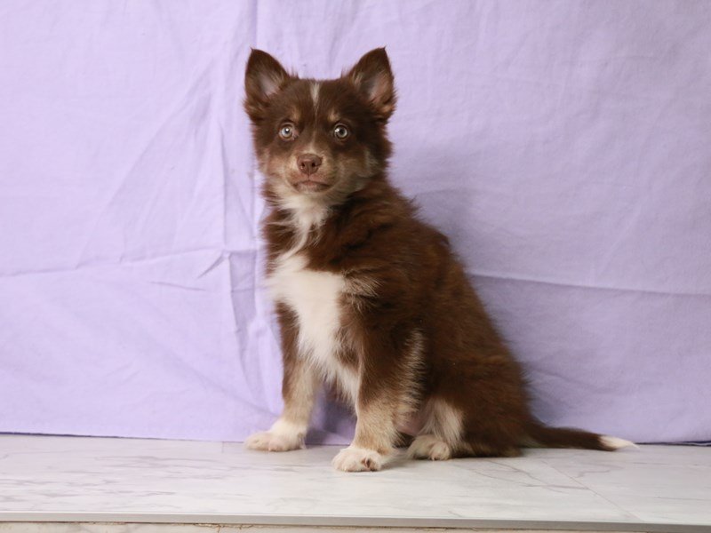 Pomsky-Dog-Female-Chocolate / Tan-4149074-My Next Puppy