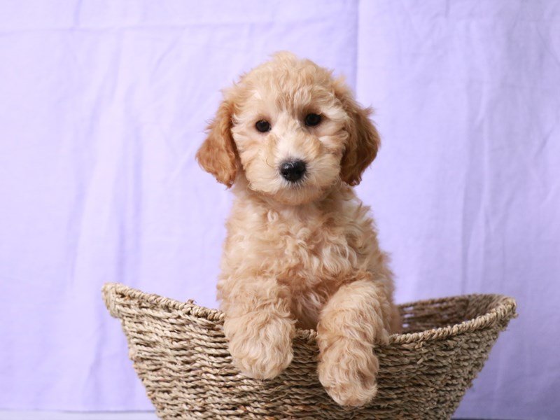 Miniature Goldendoodle F1B-Dog-Female-Golden-4170258-My Next Puppy