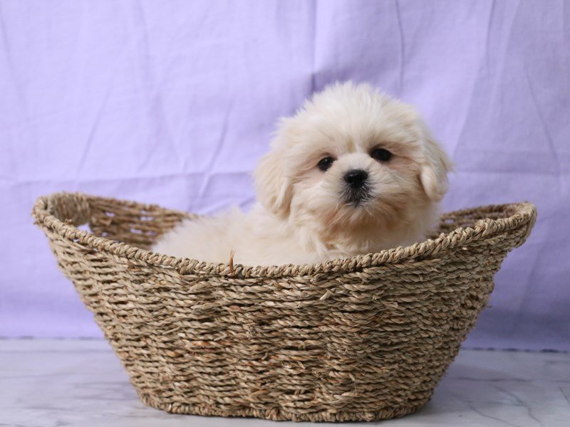 Shih Tzu-Dog-Female-Cream-4175290-My Next Puppy