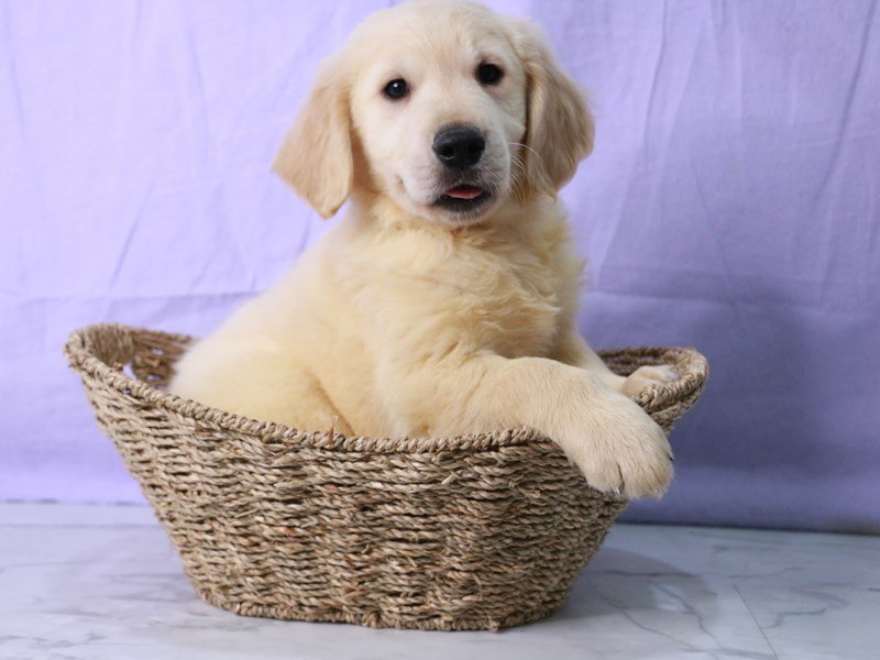 Golden Retriever-Dog-Male-Light Golden-4136503-My Next Puppy