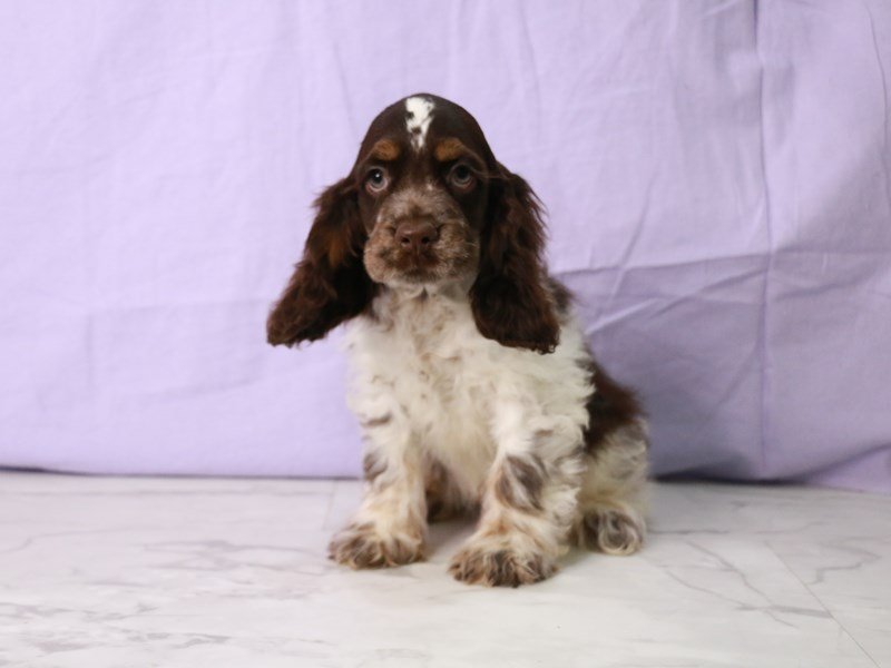 Cocker Spaniel-Dog-Male-Chocolate White Tan-4178468-My Next Puppy