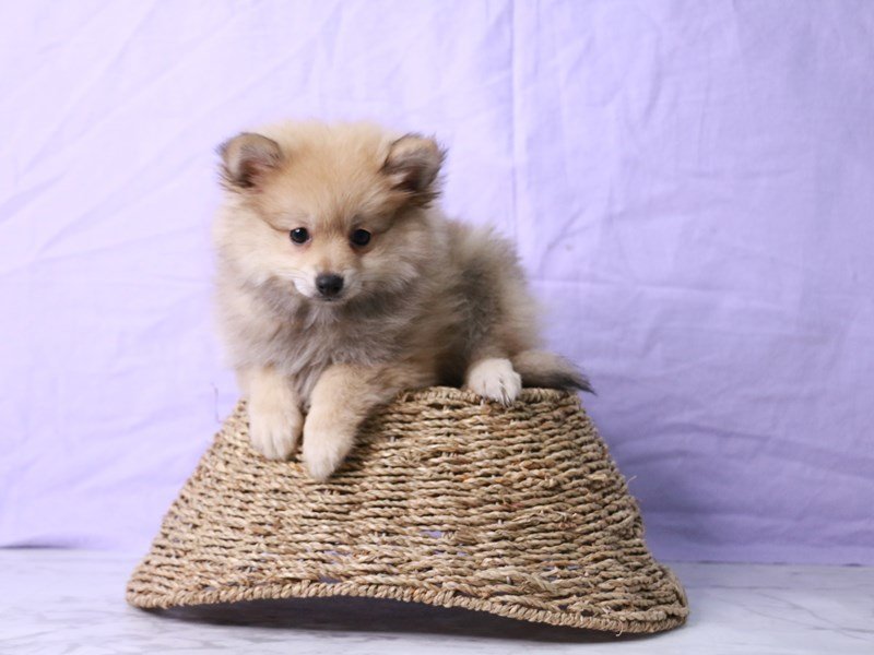 Pomeranian-Dog-Male-Cream Sable-4187610-My Next Puppy
