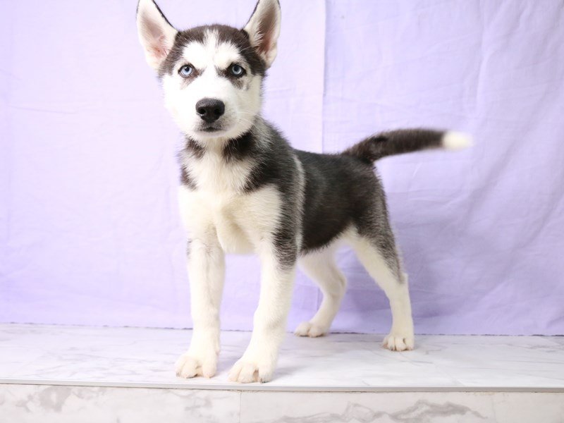 Siberian Husky-Dog-Male-Black / White-4208470-My Next Puppy