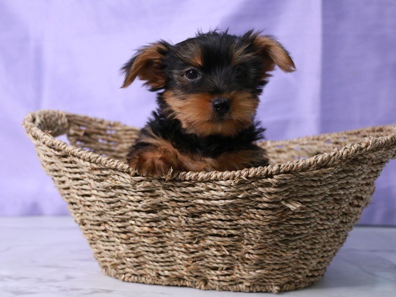 Yorkshire Terrier-Dog-Male-Black and Tan-4216720-My Next Puppy