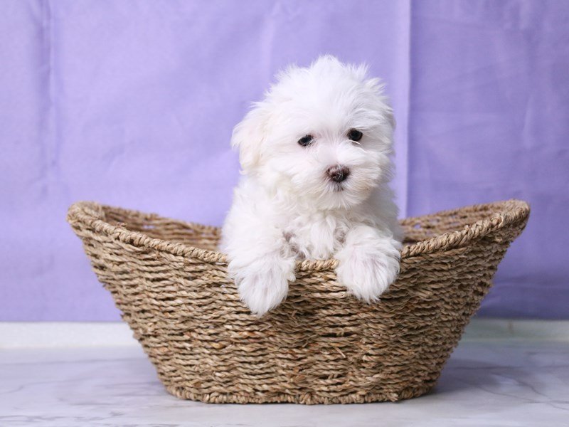 Maltese-Dog-Female-White-4229714-My Next Puppy