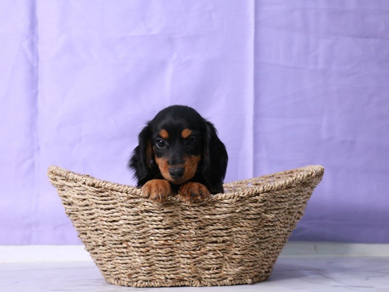 Dachshund-Dog-Male-Black / Tan-4229716-My Next Puppy