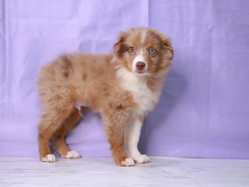 Miniature Australian Shepherd-Dog-Male-Red Merle-4239186-My Next Puppy