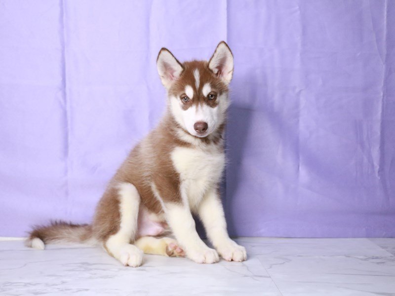 Siberian Husky-Dog-Male-Red / White-4239189-My Next Puppy