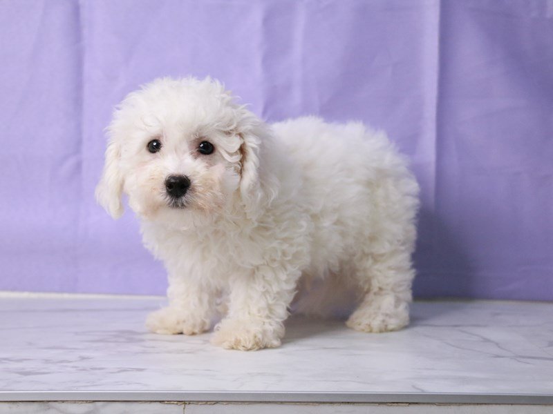 Bichon Frise-Dog-Male-White-4239227-My Next Puppy