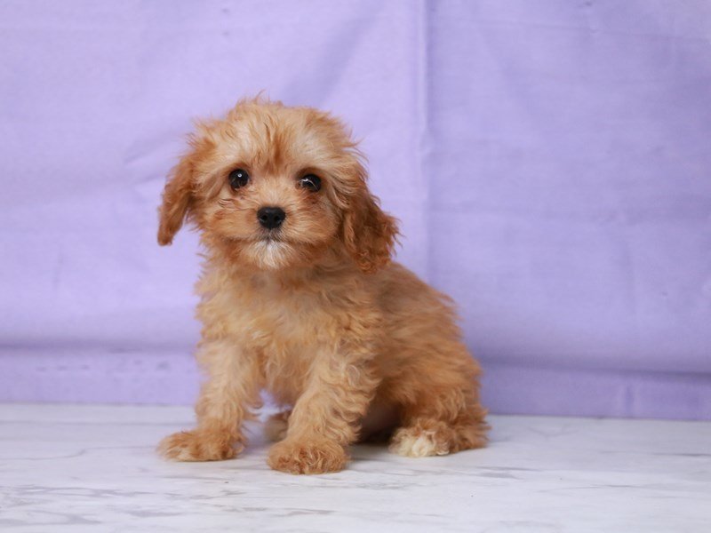 Cavapoo-Dog-Male-Red-4265685-My Next Puppy