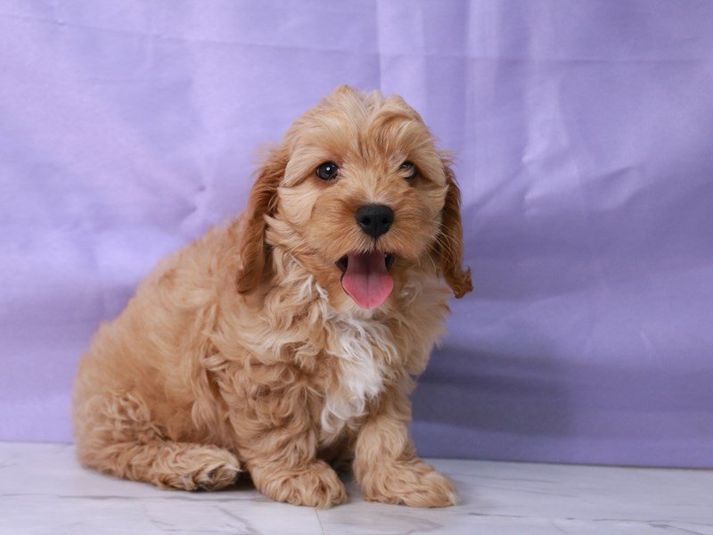 Cock A Poo 2nd Gen-Dog-Male-Apricot-4267893-My Next Puppy
