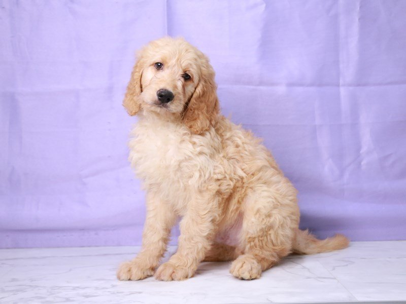 Goldendoodle 2nd Gen-Dog-Male-Apricot-4265767-My Next Puppy