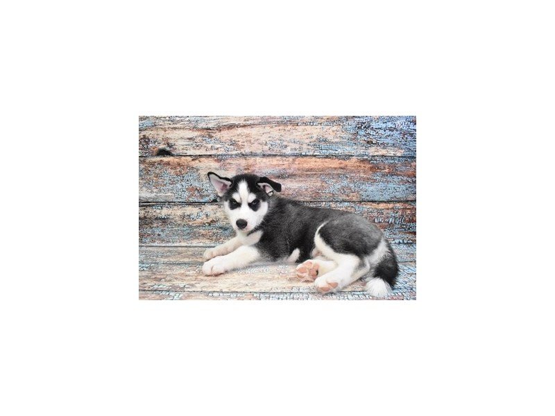 Siberian Husky-Dog-Male-Black and White-4275129-My Next Puppy