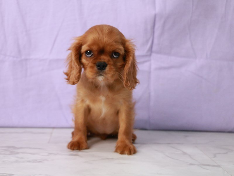 Cavalier King Charles Spaniel-Dog-Female-Ruby-4178469-My Next Puppy