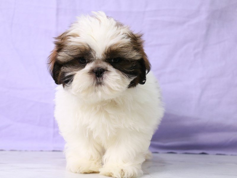 Teddy Bear-Dog-Male-Gold / White-4210372-My Next Puppy